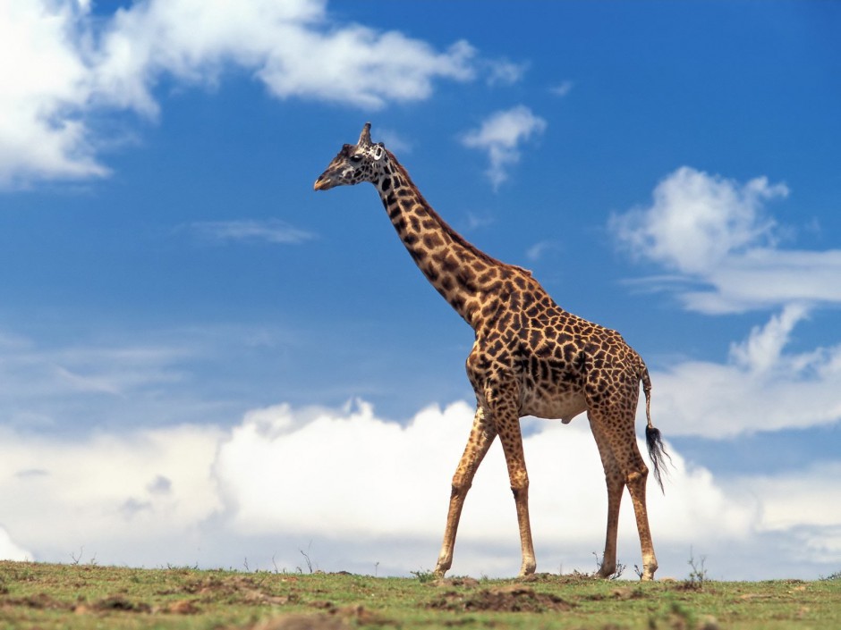 【生き物の雑学】人間の首とキリンの首の意外な共通点 | GakuSha