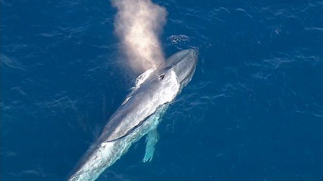 生き物の雑学 クジラの潮吹きは 実は潮を吹いていない Gakusha