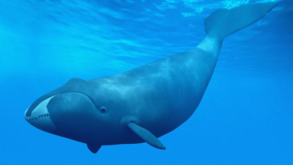 生き物の雑学 クジラが潮を吹いている器官は 鼻 Gakusha