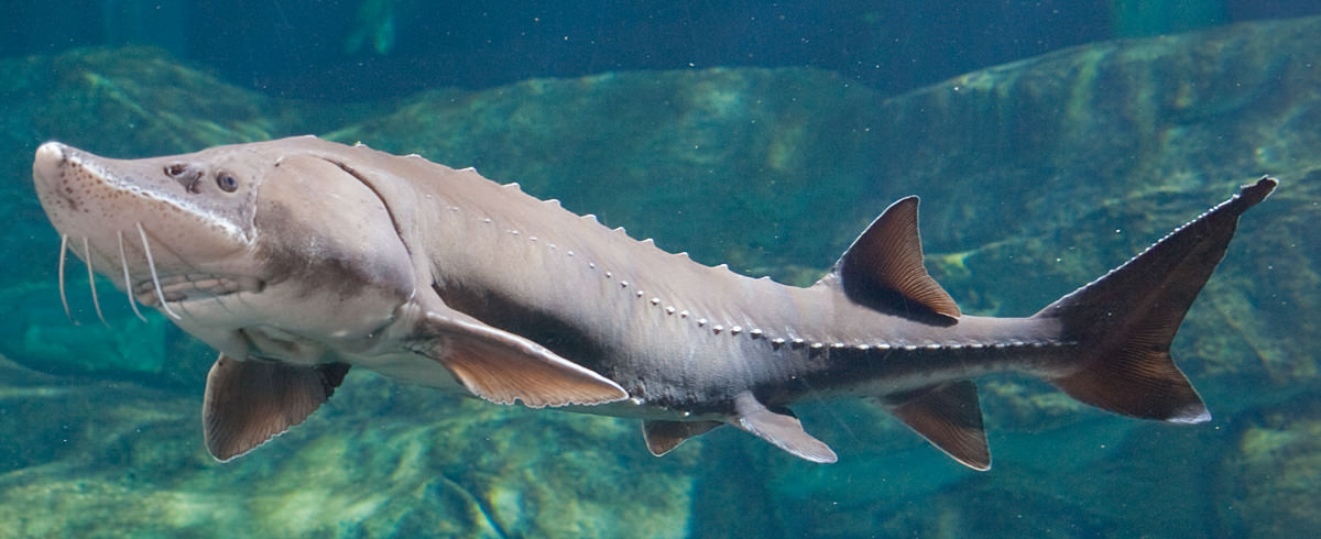 生き物の雑学 チョウザメはサメの仲間ではない Gakusha