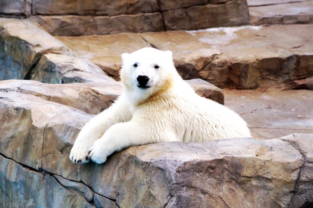 夏セール開催中 Max80 Off シロクマ 毛皮 毛皮 ファーコート Www Wbl Org