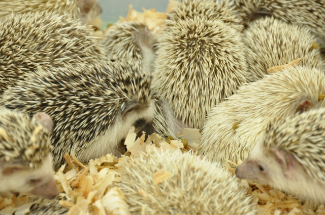 【生き物の雑学】ハリネズミの針は何でできている? | GakuSha