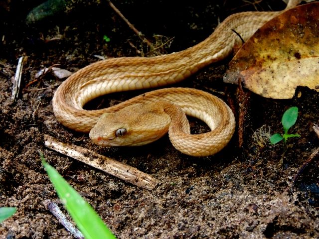 【生き物の雑学】ヘビには耳がない | GakuSha