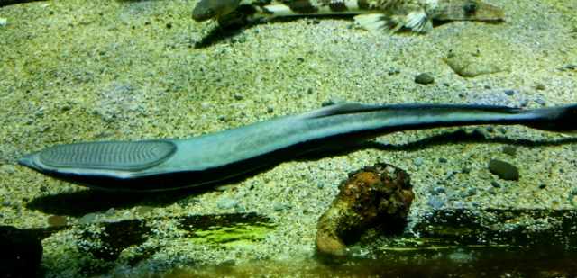 生き物の雑学 コバンザメはサメではない Gakusha