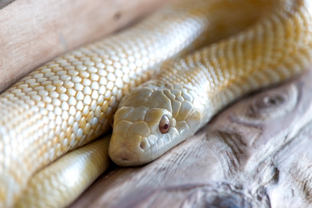 生き物の雑学 ヘビは舌で臭いを感じる Gakusha 生き物の雑学 ヘビは舌で臭いを感じる Gakusha