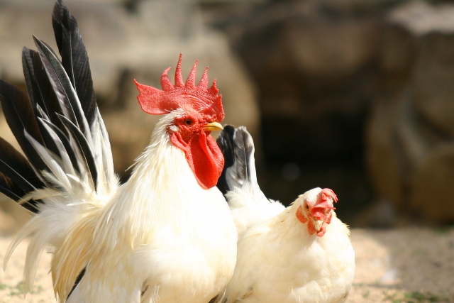 生き物の雑学 ニワトリが鳴くのはオスだけ Gakusha