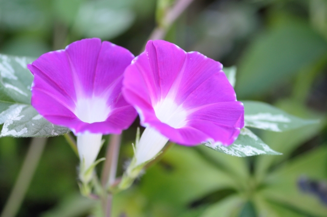 自然の雑学 アサガオ 朝顔 は薬として栽培されていた Gakusha