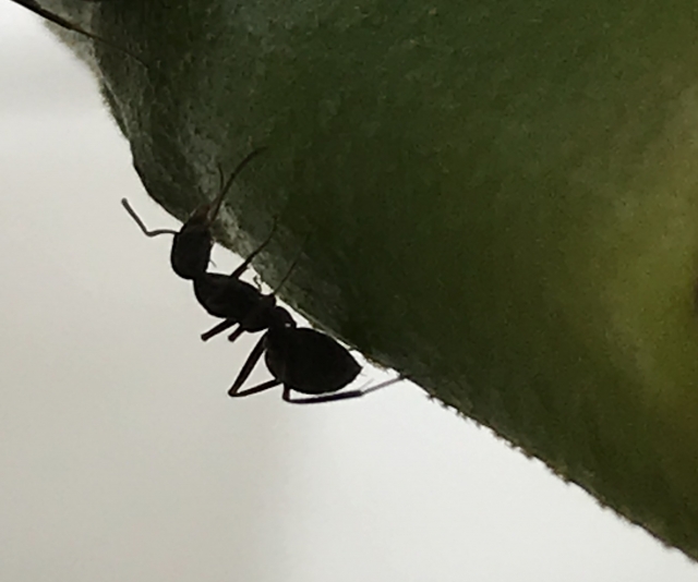 生き物の雑学 アリは何万m上空から落ちても死なない Gakusha