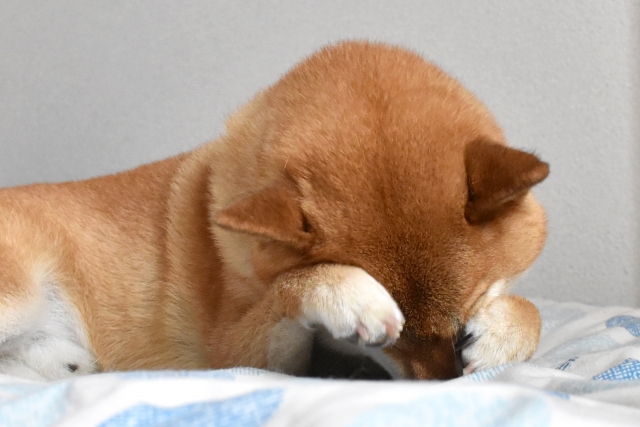 生き物の雑学 犬も仮病を使う Gakusha