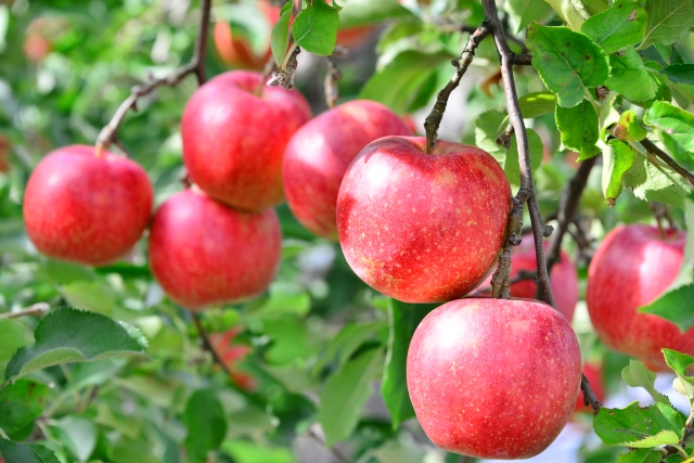 生活の雑学 禁断の果実 はリンゴではない Gakusha