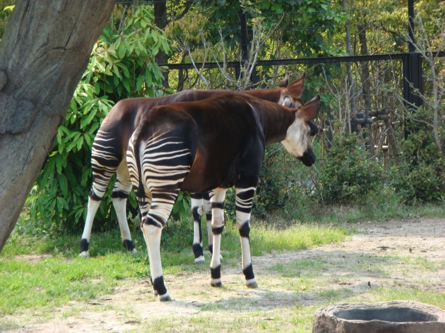 生き物の雑学 世界三大珍獣といえば何 Gakusha