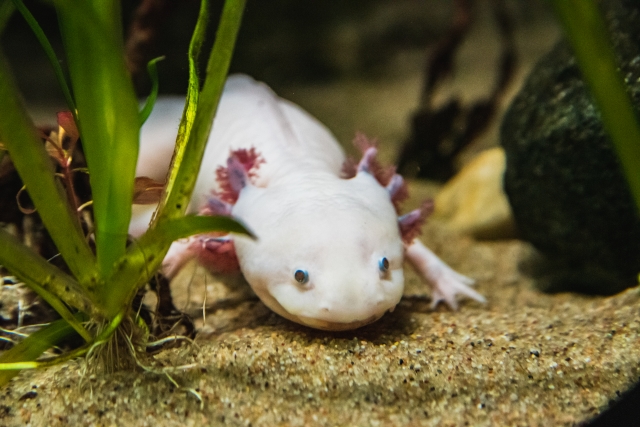 生き物の雑学 ウーパールーパーは全てを再生する Gakusha