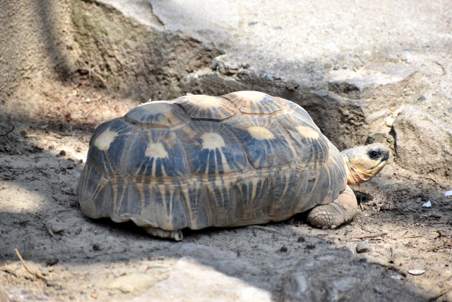 生き物の雑学 カメの甲羅は肋骨 Gakusha