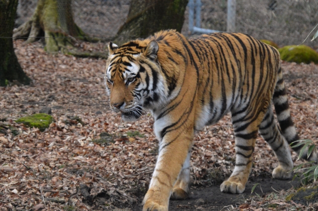 言葉の雑学 キツネはどうやってトラを騙した Gakusha