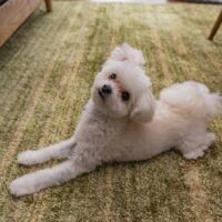 言葉の雑学 未亡人 の言葉の意味 Gakusha